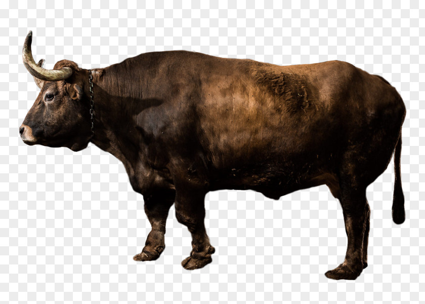 Horn Livestock Ox Bovine PNG