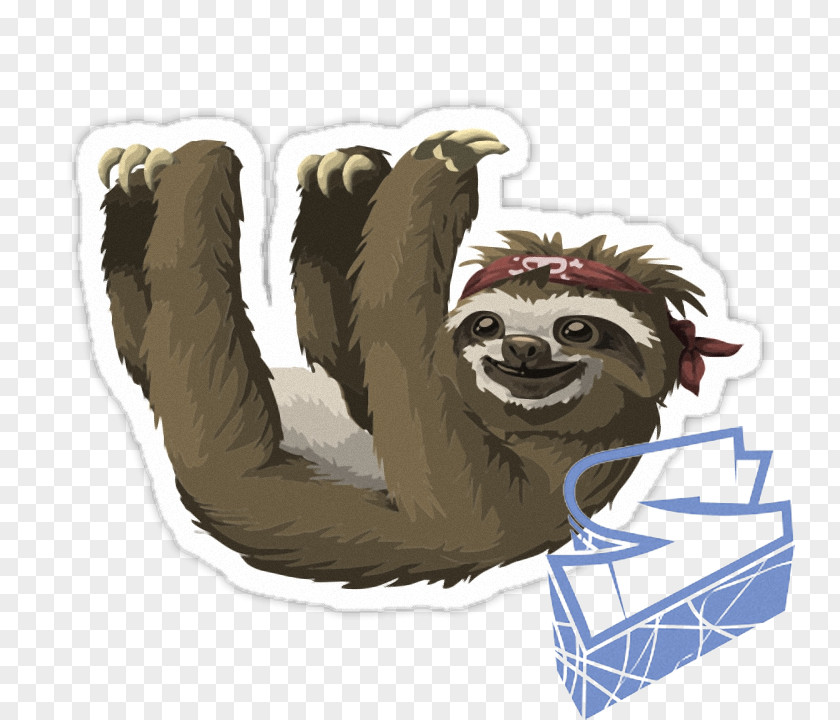 Koala Pygmy Three-toed Sloth Clip Art PNG