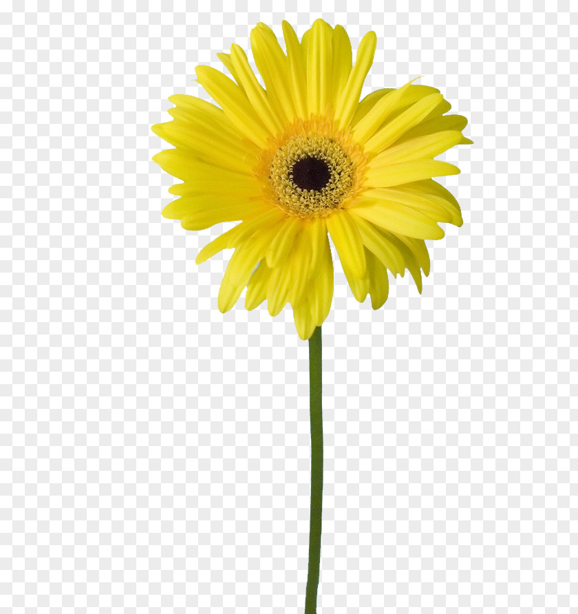 Sunflower Flowers Common Petal Yellow PNG