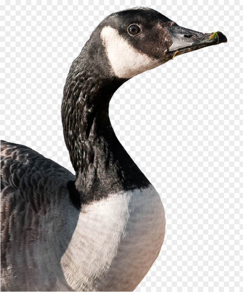 Goose Canada Duck Mallard Bird PNG
