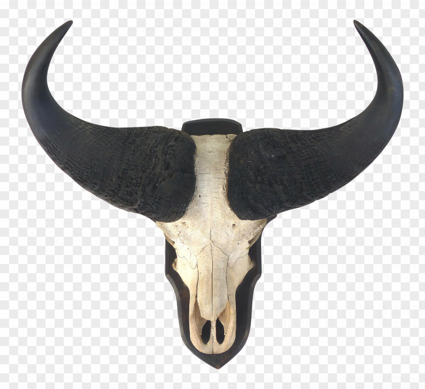 Horns Cattle Horn Bone Mammal PNG