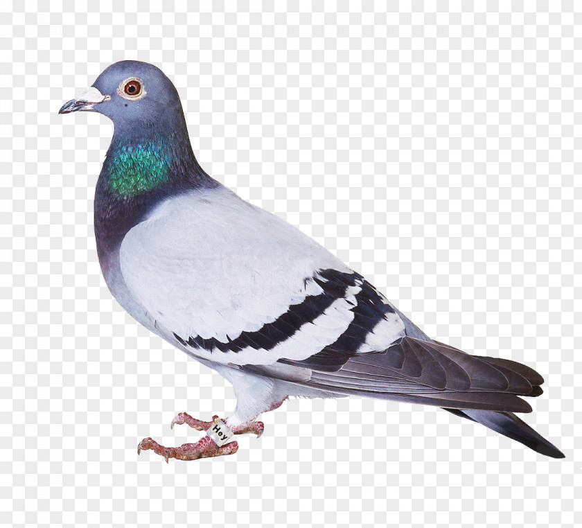 Pigeon Bird Spikes Homing Columbidae Problems PNG