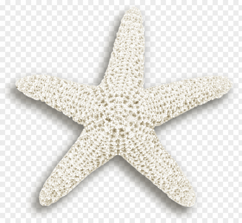 Starfish Euclidean Vector Plant PNG