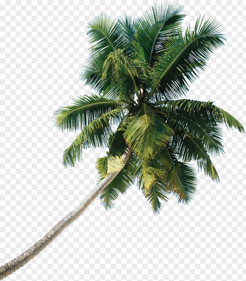 Tree Asian Palmyra Palm Coconut PNG