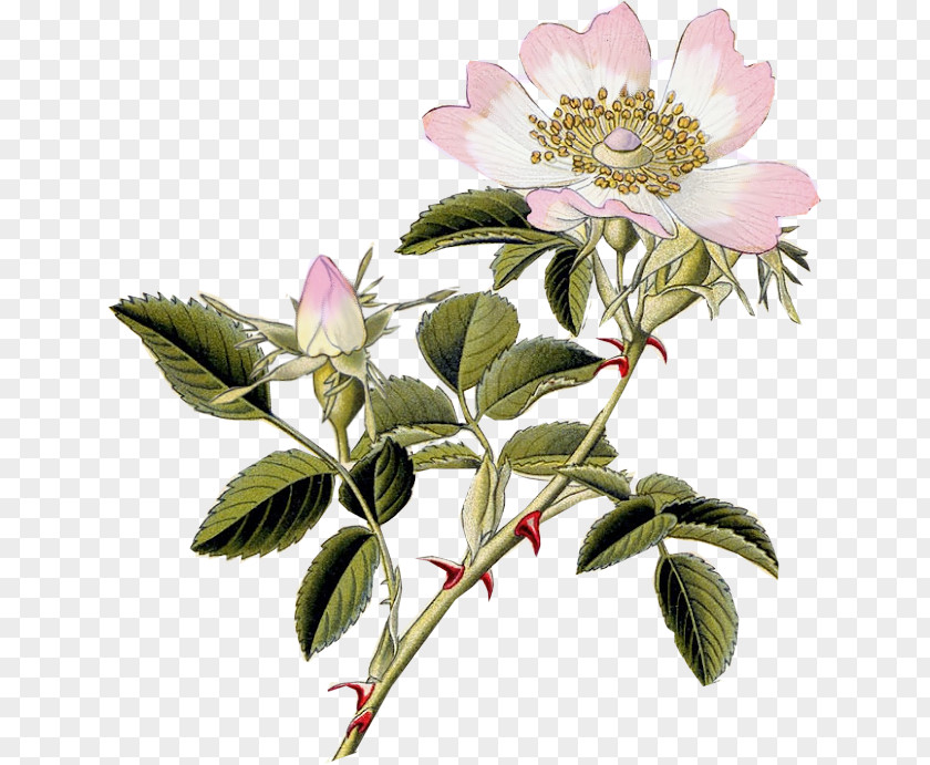 White Roses Dog-rose Rosa Carolina Rubiginosa Field Rose Hip PNG