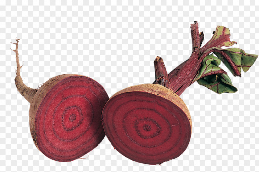 Chioggia Beets Beetroot Sowing Magazine Fruit Harvest PNG