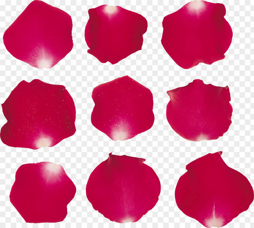 Garden Roses Clip Art PNG
