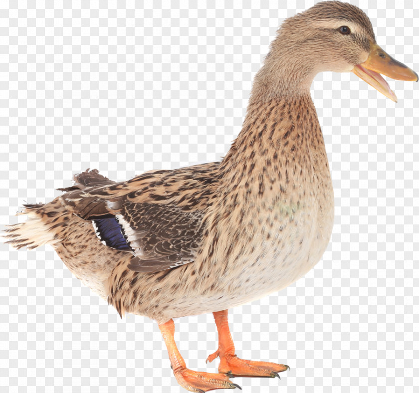 Goose Mallard Duck Cygnini Bird PNG