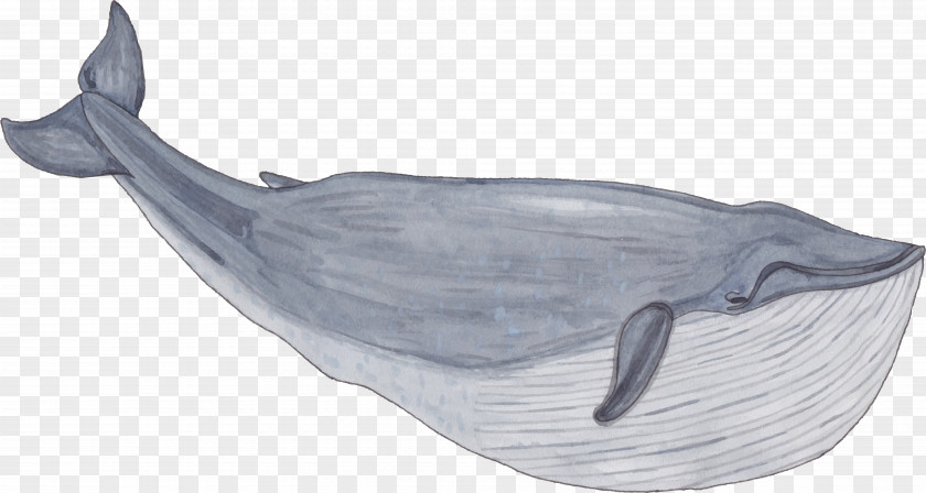 Hand Painted Whale Balaenidae Painting PNG