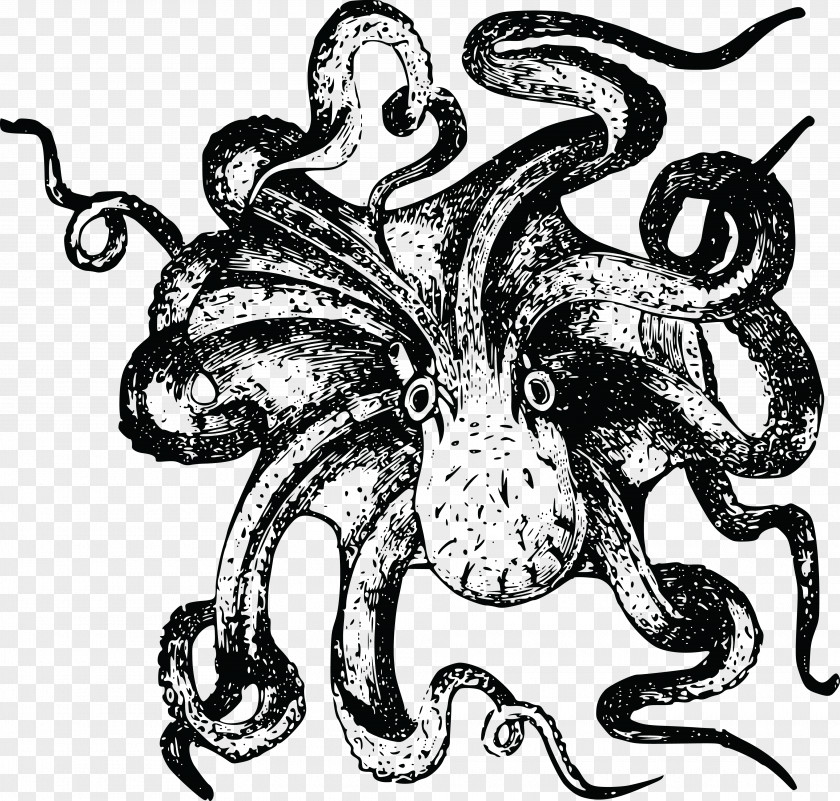 Octopus. Octopus Sea Monster Drawing Clip Art PNG
