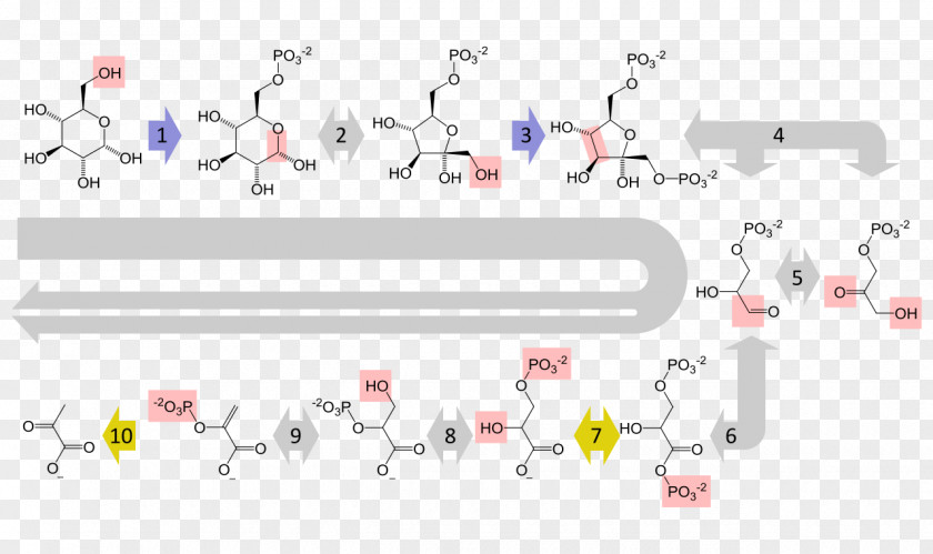 Pathway Glycolysis Citric Acid Cycle Cellular Respiration Metabolic Pyruvic PNG