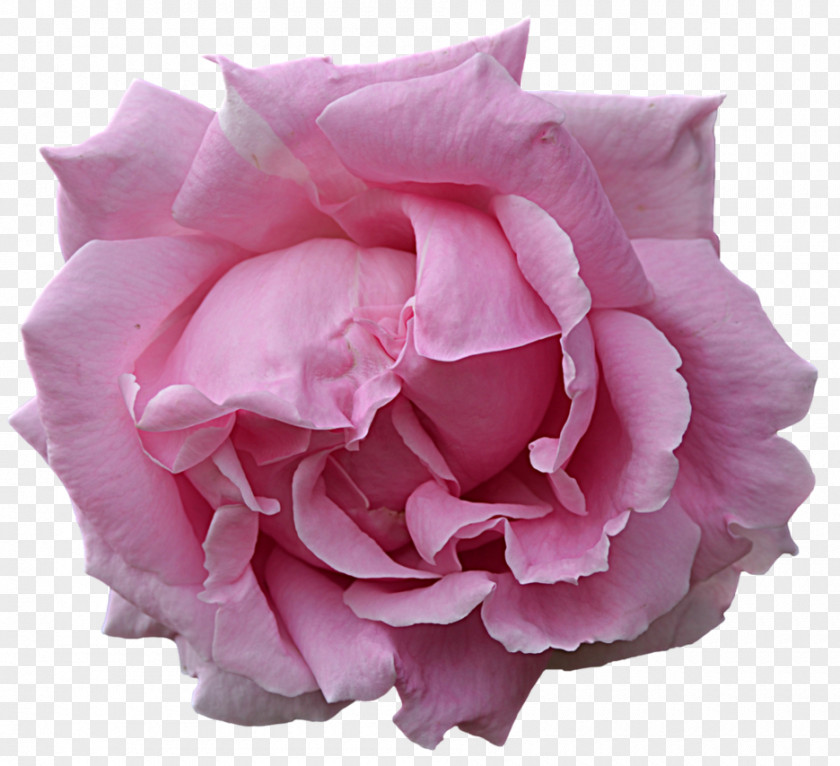 Pink Flower Flowers Rose Stock Photography PNG