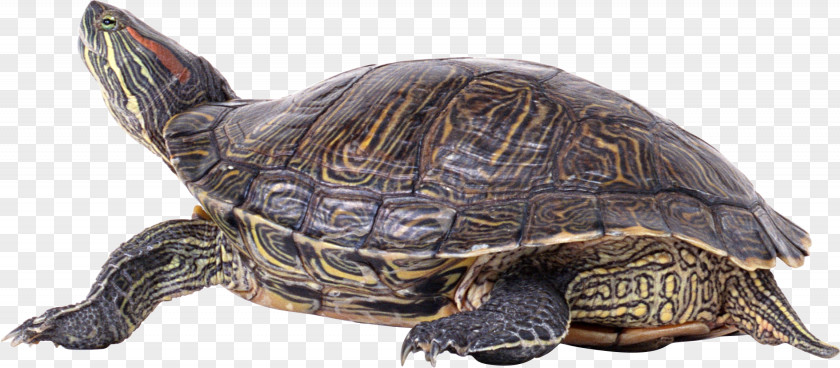 Turtle Shell PNG