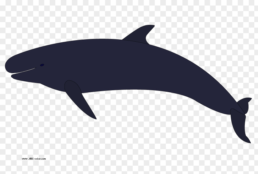 Holiday Dolphin Cliparts Killer Whale Humpback Clip Art PNG