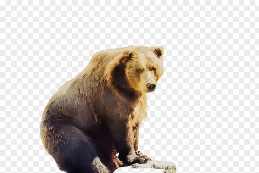 Kodiak Bear Animal Figure Brown Grizzly Terrestrial Wildlife PNG