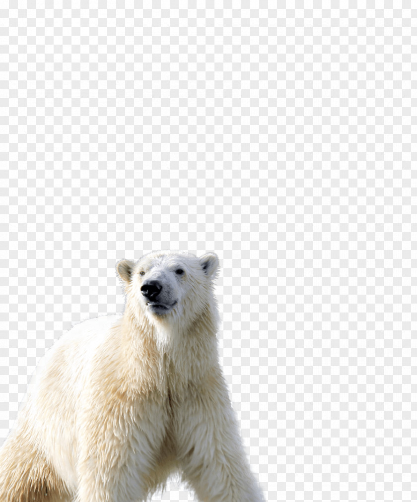 Polar Bear Mammal Carnivora Animal PNG