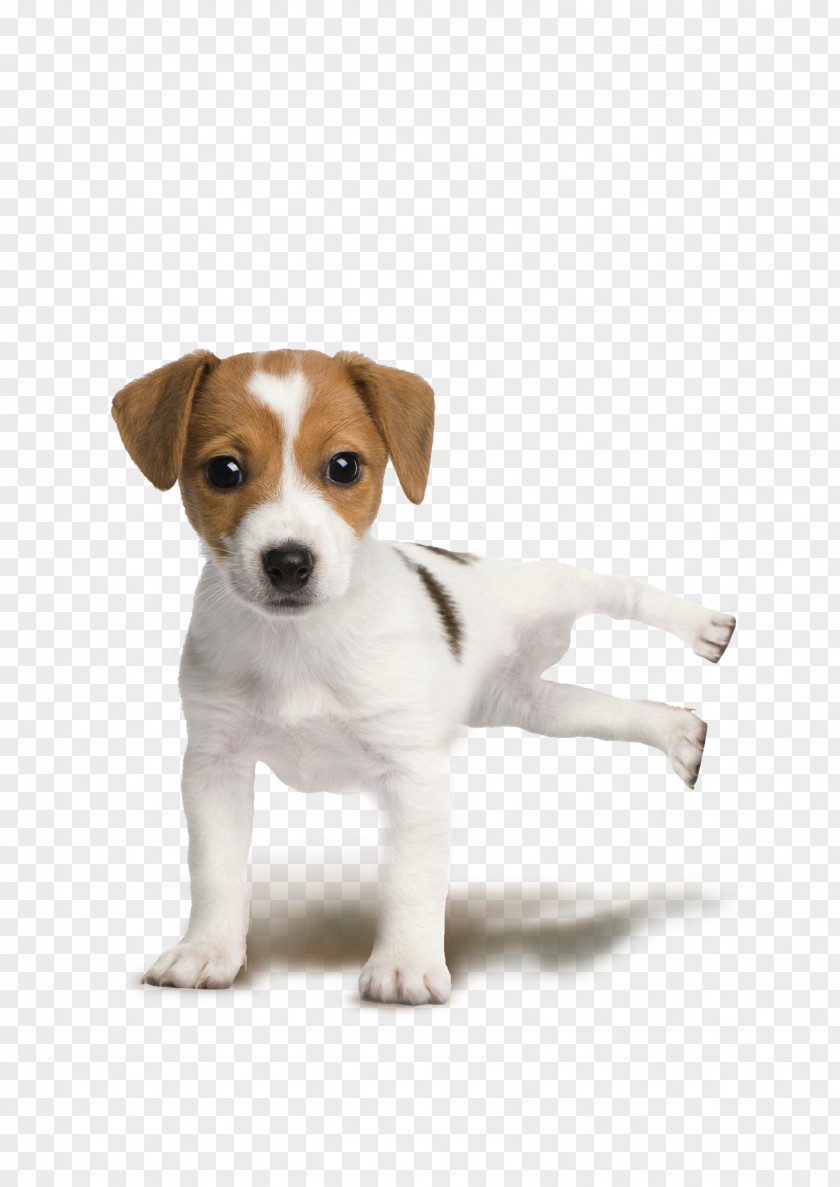 Big Dog Jack Russell Terrier Parson Rat Puppy Miniature Fox PNG