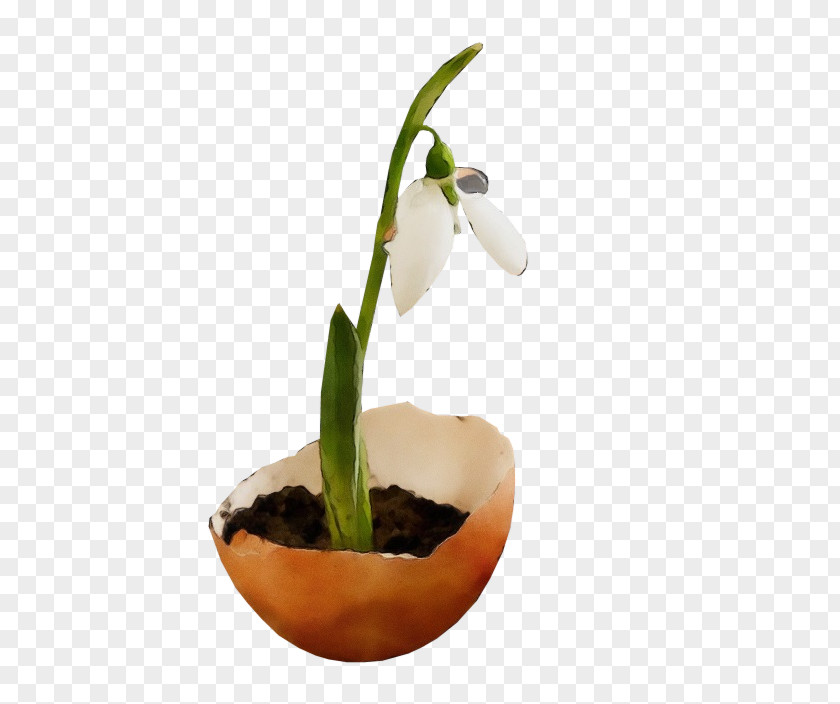 Flower Galanthus Snowdrop Plant Flowerpot PNG