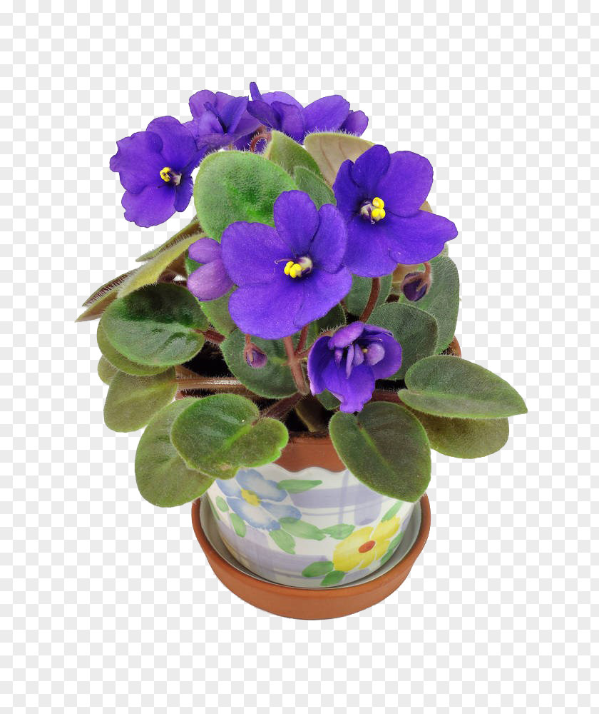 Flowerpot Photography African Violet PNG