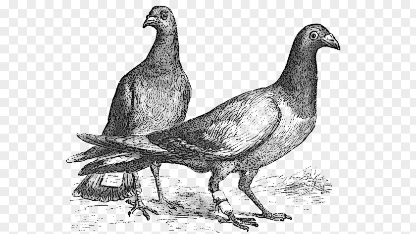 Homing Pigeon Fantail Bird Columbidae Indian PNG