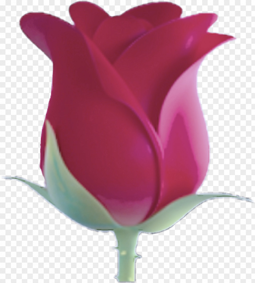 Lily Family Cyclamen Pink Petal Tulip Magenta Flower PNG