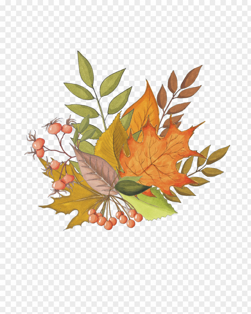 A Bunch Of Maple Leaves Leaf Autumn Drawing PNG