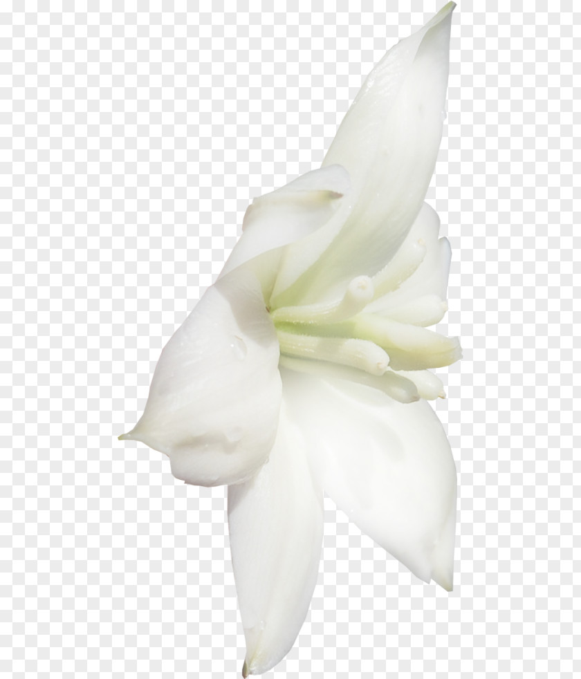 Flower Lilium Data Compression PNG