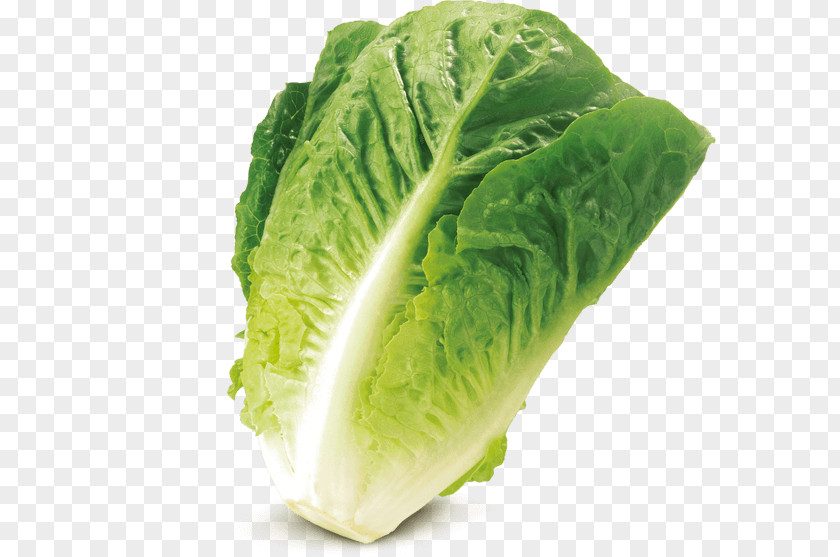 Green Lettuce Romaine Savoy Cabbage Iceberg Salad Leaf Vegetable PNG