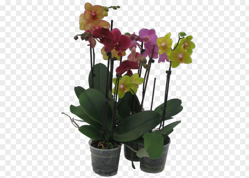 Plant Moth Orchids Dendrobium Houseplant Cattleya PNG