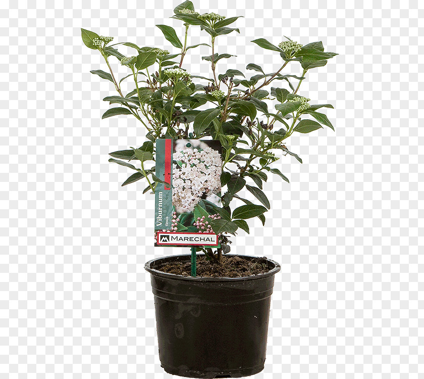 Viburnum Tinus Flowerpot Shrub Plant PNG
