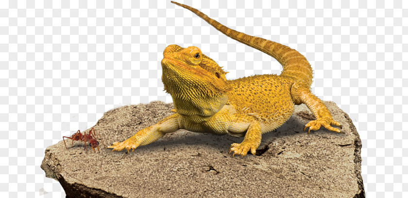 Bearded Dragon Transparent Background Central Reptile Lizard Pet PNG