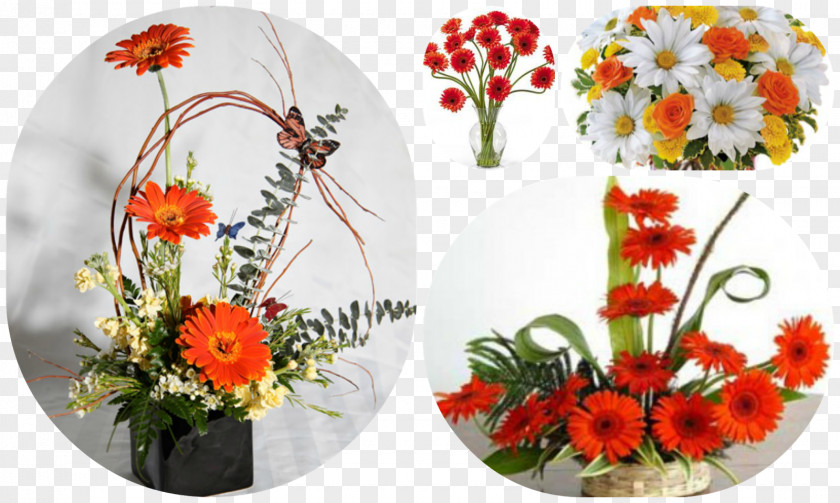 Flower Transvaal Daisy Floral Design Cut Flowers Bouquet PNG