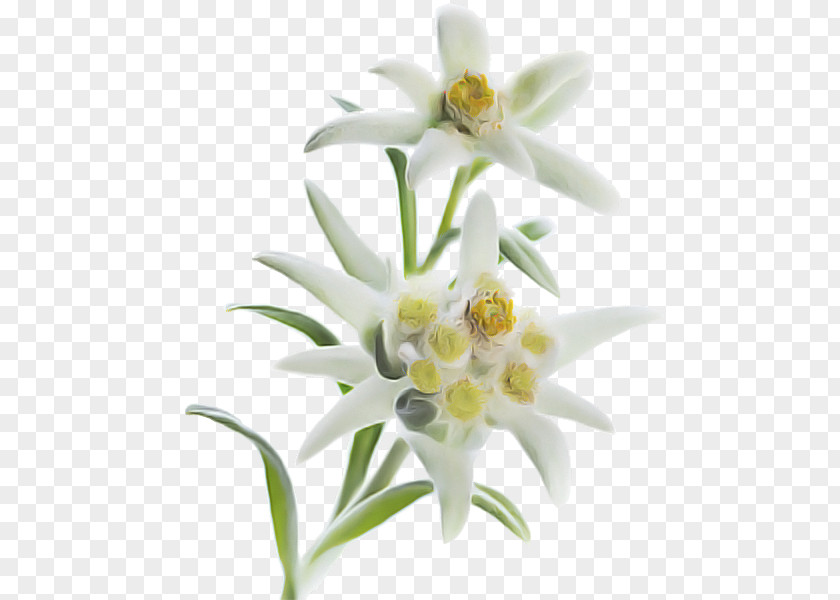 Flower White Edelweiss Plant Petal PNG