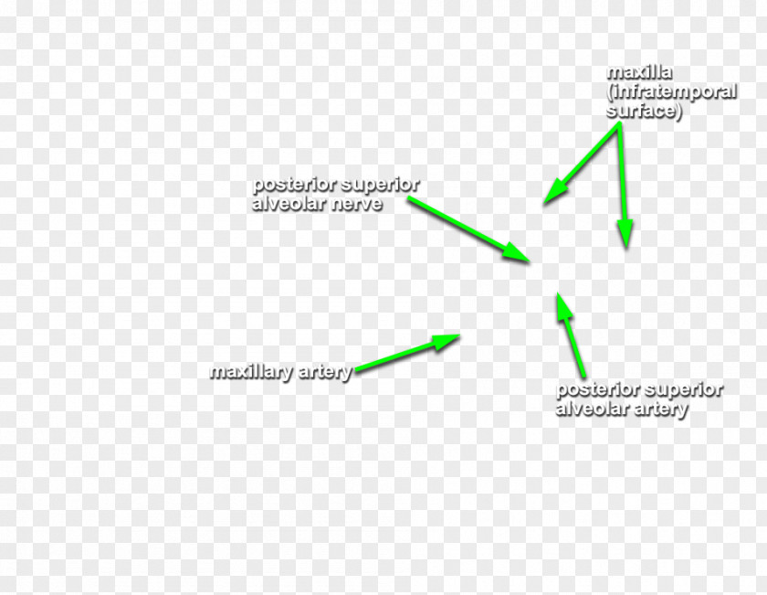 Line Graphics Diagram Brand Product Design Green PNG