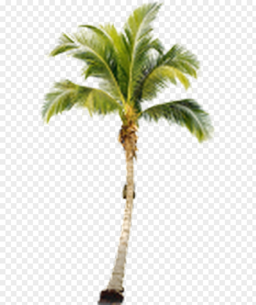 Palm Gold Arecaceae Download Clip Art PNG