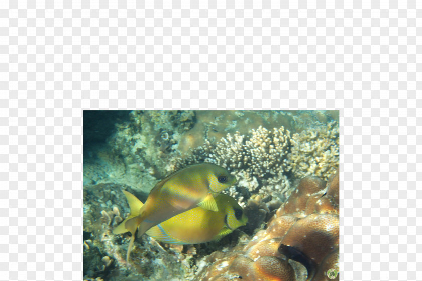 Thailand Tourism Coral Reef Fish Marine Biology Invertebrates PNG