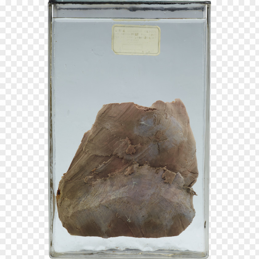 Virginia Living Museum Quartz PNG