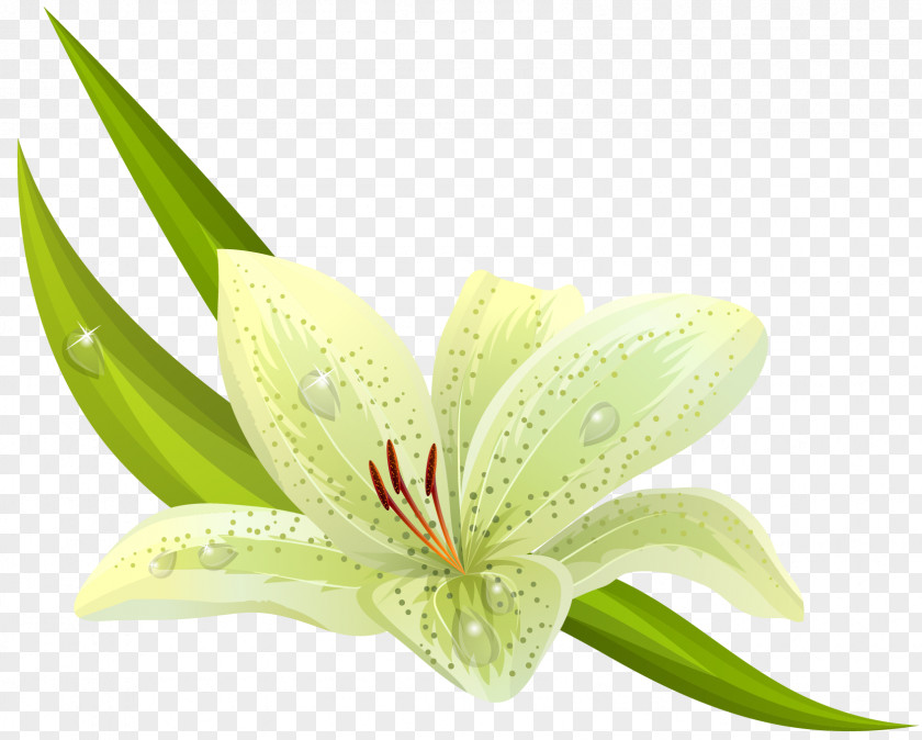 Amaryllis Flower Cliparts Easter Lily Lilium Bulbiferum Stock Photography PNG