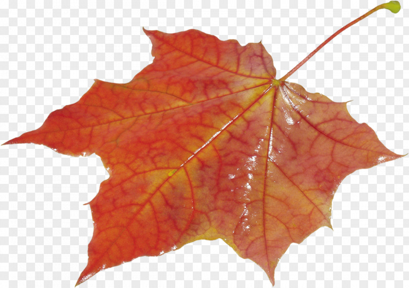 Autumn Leaves Leaf Color Desktop Wallpaper Clip Art PNG