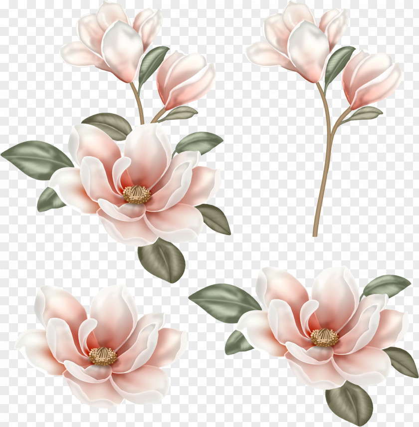 Chinese Flower Magnolia Clip Art PNG