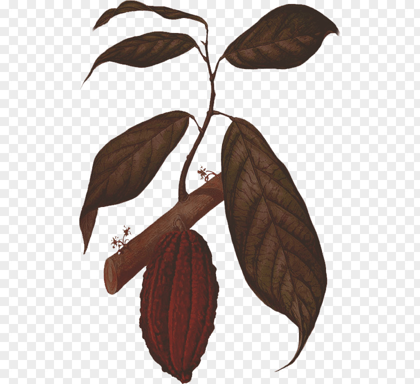 Chocolate Cacao Tree Bar Cocoa Bean Food PNG