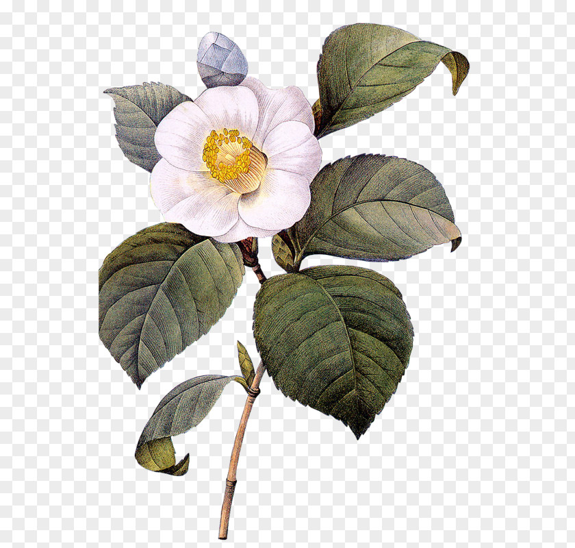 Flower Paper Botanical Illustration Printing Japanese Camellia PNG