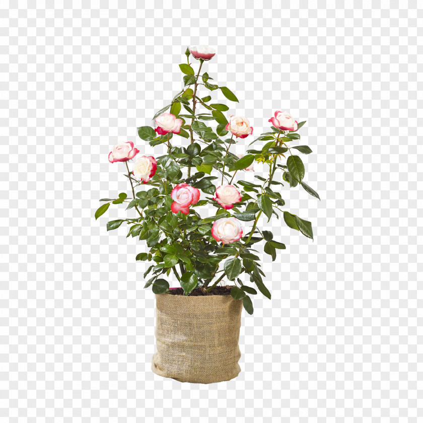 Gerbera Blütenblätter Rose Family Flowerpot Floral Design Cut Flowers PNG
