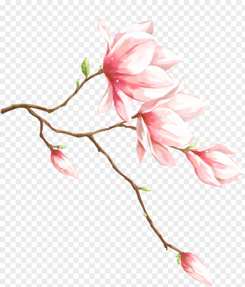 Magnolia Flower Material PNG flower material clipart PNG