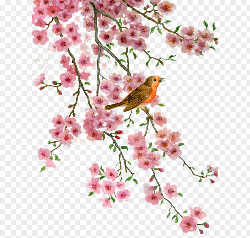 Romantic Cherry Blossoms Bird Blossom Flower Desktop Wallpaper Clip Art PNG