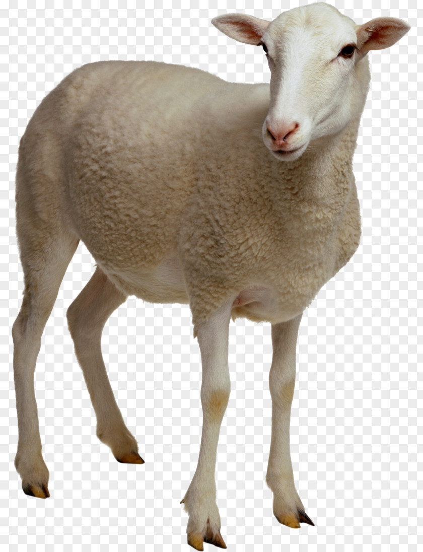 Sheep Farm Digital Image Clip Art PNG