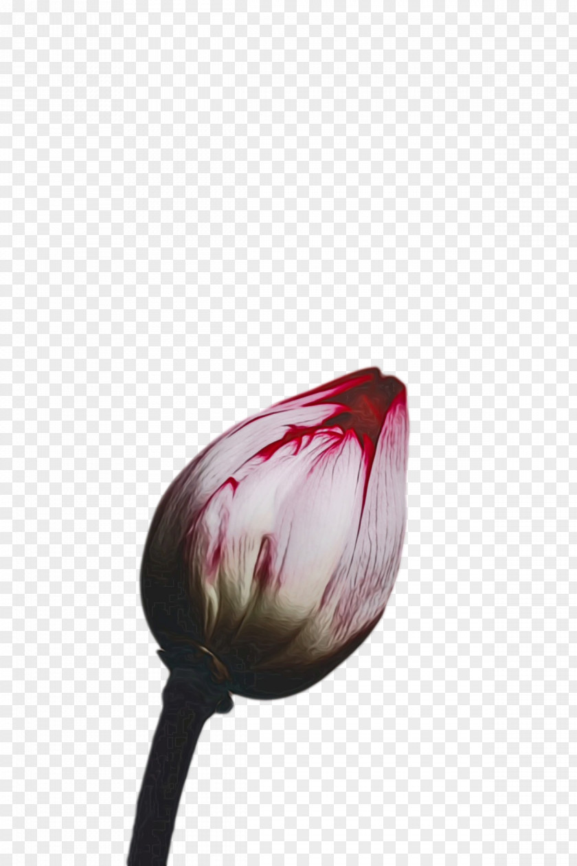 Tulip Flower Lilies Petal Red PNG