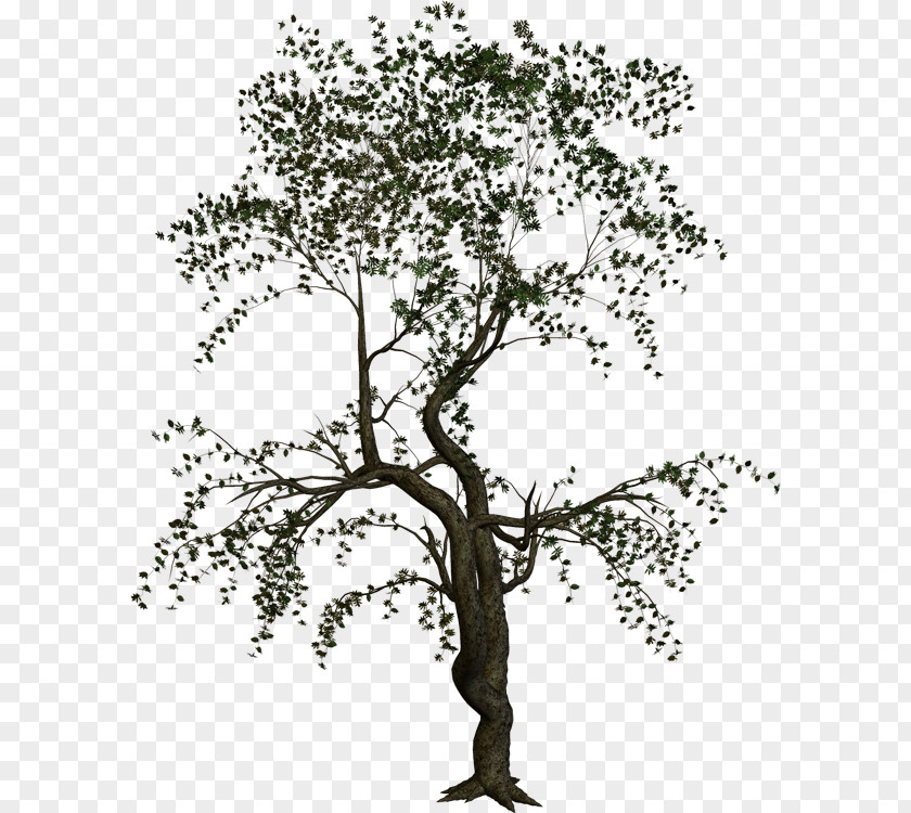 Twigs Treelet Shrub Branch Plant PNG