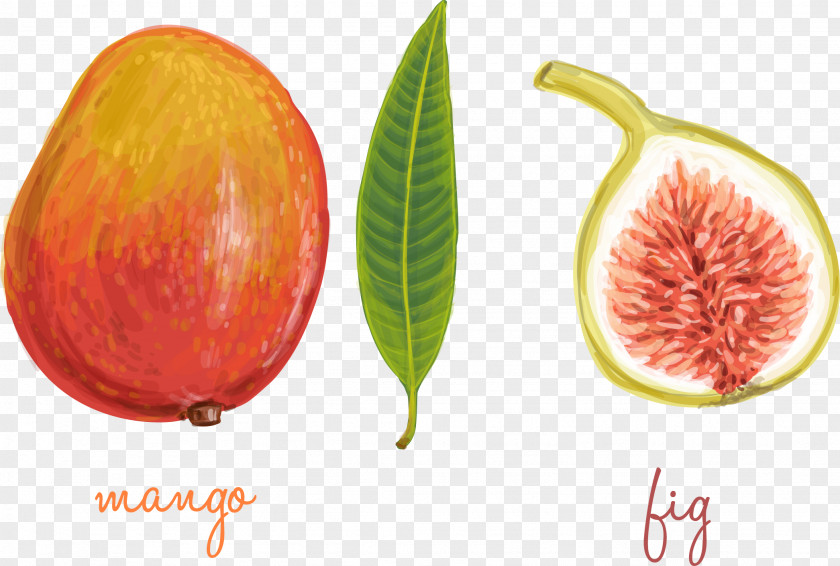 Vector Hand-cut Cut Of Figs And Mango Common Fig Graphic Design PNG