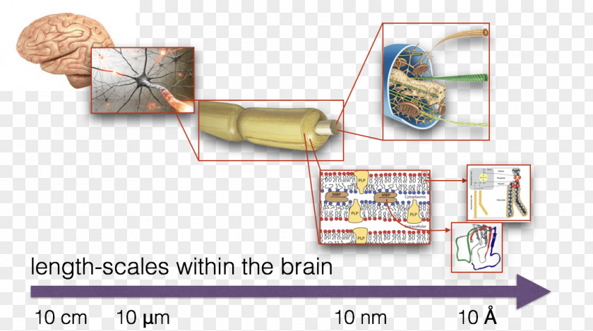 Multiple Sclerosis Small-angle X-ray Scattering Length Scale Nanometer Techniques PNG